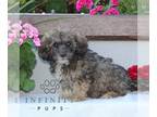 Zuchon PUPPY FOR SALE ADN-841344 - f1 Shichon