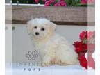 Zuchon PUPPY FOR SALE ADN-841343 - f1 Shichon