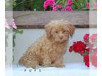 Zuchon PUPPY FOR SALE ADN-841342 - f1 Shichon
