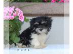 Zuchon PUPPY FOR SALE ADN-841341 - f1 Shichon
