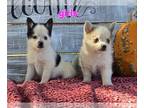 Pomsky PUPPY FOR SALE ADN-841338 - Pomskys born Sept 4th call [phone removed]