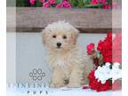 Maltipoo PUPPY FOR SALE ADN-841337 - f1 Maltipoo