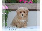 Maltipoo PUPPY FOR SALE ADN-841336 - f1 Maltipoo