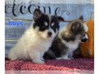 Pomsky PUPPY FOR SALE ADN-841335 - Pomskys born Sept 4th call [phone removed]