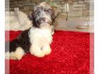 Havanese PUPPY FOR SALE ADN-841334 - Havanese pup akc