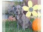 Great Dane PUPPY FOR SALE ADN-841333 - AKC Great Dane