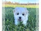 Zuchon PUPPY FOR SALE ADN-841332 - Teddy Bear Puppy