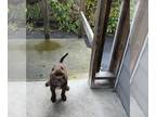 American Bully PUPPY FOR SALE ADN-841330 - American Bully Male For Sale