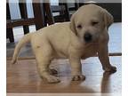 Labrador Retriever PUPPY FOR SALE ADN-841326 - AKC Baby Polar bear Labrador