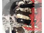 Miniature Australian Shepherd PUPPY FOR SALE ADN-841325 - Toy Australian