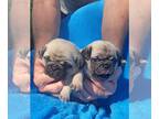 Pug PUPPY FOR SALE ADN-841316 - PUREBRED PUG PUPPIES