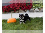 Shiba Inu PUPPY FOR SALE ADN-841308 - AKC Shiba Inu male puppy in Indiana