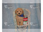 Poodle (Toy) PUPPY FOR SALE ADN-841296 - AKC CULLEN