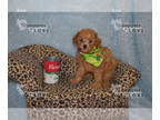 Poodle (Toy) PUPPY FOR SALE ADN-841295 - AKC WALKER