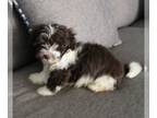 Havanese PUPPY FOR SALE ADN-841284 - chocolate and white havanese