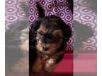 Yorkshire Terrier PUPPY FOR SALE ADN-841281 - Yorkie male puppy