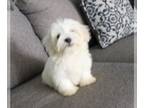 Havanese PUPPY FOR SALE ADN-841278 - havanese Baby Mr