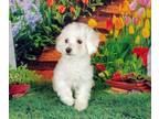 Bichon Frise PUPPY FOR SALE ADN-841264 - AKC BICHON 6 YEARS OLD FEMALE