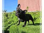 French Bulldog PUPPY FOR SALE ADN-841245 - SMALL FEMALE FRENCHIE