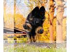 German Shepherd Dog PUPPY FOR SALE ADN-841234 - Mr Green