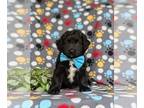 Aussiedoodle Miniature PUPPY FOR SALE ADN-841227 - Adorable Mini Aussiedoodle