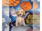 Cavapoo PUPPY FOR SALE ADN-841226 - Toy Hypoallergenic Cavapoo Puppy