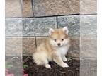 Pomeranian PUPPY FOR SALE ADN-841225 - Paddy Pomeranian
