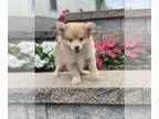 Pomeranian PUPPY FOR SALE ADN-841224 - Prince Pomeranian