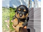 Rottweiler PUPPY FOR SALE ADN-841351 - AKC Rottweiler Puppies