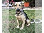 Black Mouth Cur-French Brittany Spaniel Mix DOG FOR ADOPTION ADN-841252 - Kind