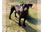Miniature Pinscher DOG FOR ADOPTION ADN-841247 - Dino