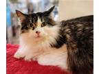 Adopt Dawn a Gray, Blue or Silver Tabby Domestic Longhair / Mixed (long coat)