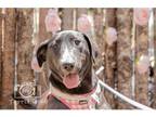 Adopt Fidget Fiesta AKA Socks a Black - with White Bull Terrier dog in