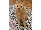 Adopt Otto a Orange or Red Domestic Shorthair / Mixed (short coat) cat in Fargo