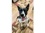 Adopt Gigi a Gray/Silver/Salt & Pepper - with White Akita / Mixed dog in