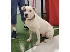 Adopt Flop a Mixed Breed (Medium) / Mixed dog in Naples, FL (38256242)