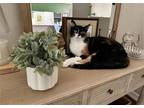 Adopt Petal M a Tortoiseshell Domestic Shorthair / Mixed cat in ROSENBERG
