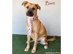 Adopt Bart a Tricolor (Tan/Brown & Black & White) Shepherd (Unknown Type) /