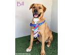 Adopt Bill a Tricolor (Tan/Brown & Black & White) Rhodesian Ridgeback / Mixed