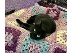 Adopt Henrietta a All Black Domestic Shorthair / Mixed cat in Dallas