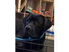 Adopt Deemoxie a Black Bullmastiff / Labrador Retriever / Mixed dog in Spring