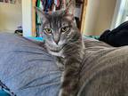 Adopt Lily a Gray, Blue or Silver Tabby Domestic Shorthair / Mixed (short coat)