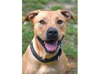 Adopt Luna Bean a Brown/Chocolate Labrador Retriever / Mixed dog in Spring