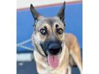 Adopt Gisella - Adopt Me! a German Shepherd Dog / Mixed dog in Lake Forest
