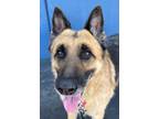 Adopt Parzival - Adopt Me! a German Shepherd Dog / Mixed dog in Lake Forest