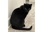 Adopt Jade a All Black Domestic Shorthair / Mixed (short coat) cat in Tampa