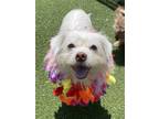 Adopt Sherwin a Westie, West Highland White Terrier / Cairn Terrier / Mixed dog