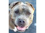 Adopt Tinkerbell CP- Foster or Adopt Me! a American Staffordshire Terrier /