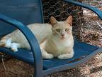 Adopt Griffin a Domestic Shorthair / Mixed (short coat) cat in Pittsboro