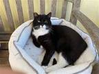 Adopt Blake a Black (Mostly) Domestic Shorthair / Mixed (short coat) cat in